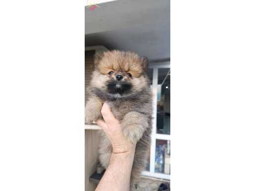 safkan ayı suray Pomeranian Boo bebek Çorlu