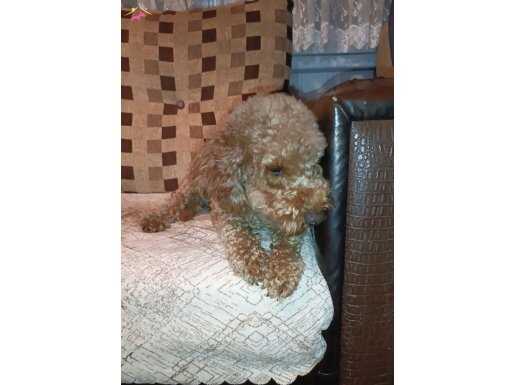 dişi 1,5 yaş traşlı poodle Çorlu