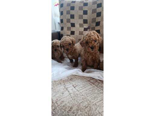 Toy Poodle çok sevimli ev üretimi  bebekler kore kan Çorlu