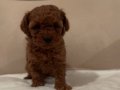 safkan ev üretimi en koyu renk Toy Poodle yavru Çorlu