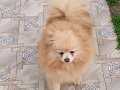 dişi yetişkin Pomeranian boo Çorlu