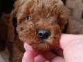 safkan ev üretimi kg garantili toy poodle bebekler Çorlu