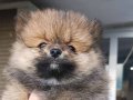 safkan ayı suray Pomeranian Boo bebek Çorlu