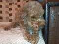 dişi 1,5 yaş traşlı poodle Çorlu