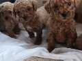 Toy Poodle çok sevimli ev üretimi  bebekler kore kan Çorlu