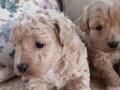 çok sevimli Maltipo bebekler Çorlu