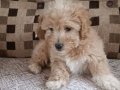 çok sevimli safkan maltipoo bebekler Çorlu