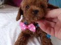 Kore ve Kore Kan Toy Poodle bebekler