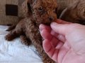 Kore ve Kore Kan Toy Poodle bebekler