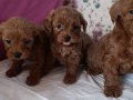 Kore ve Kore Kan Toy Poodle bebekler