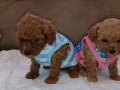 Kore ve Kore Kan Toy Poodle bebekler