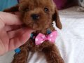 Ev üretimi Kore kan Toy Poodle bebekler Çorlu