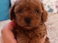 Ev üretimi Kore kan Toy Poodle bebekler Çorlu