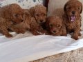 Ev üretimi Kore kan Toy Poodle bebekler Çorlu