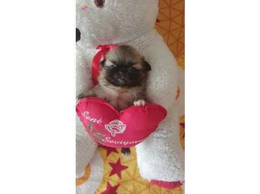 Bursa pekinez yavrularımız