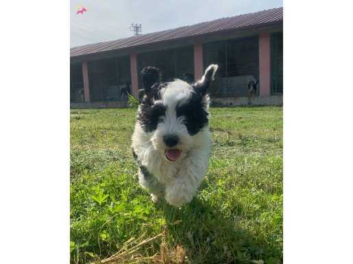 Turkiyede nadir bulunan irklardan shepha doodle yavrumuz