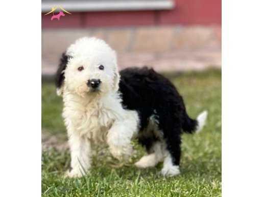 Türkiyede nadir bulunan irklardan bobtail yavrumuz