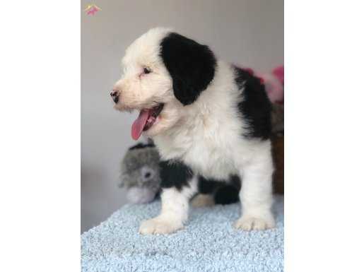 Bobtail yavruları 