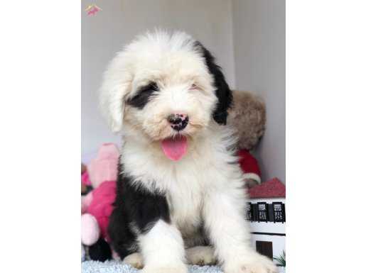 Old English Sheep Dog (bobtail) yavrularımız 
