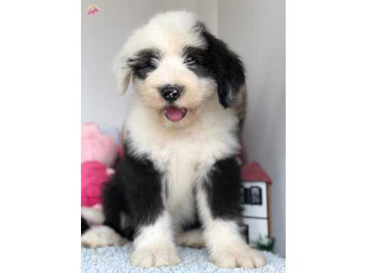 65 günlük dev Bobtail yavrularımız 
