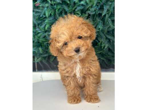 Mini poodle 
