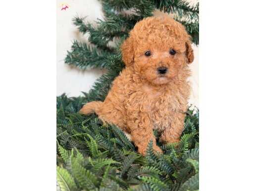 Toy poodle yavrular