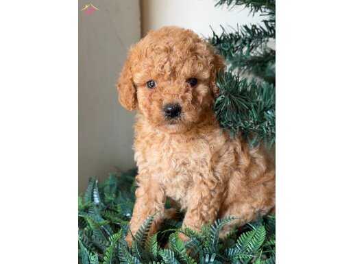 Toy poodle yavrularımız 