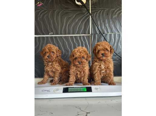 Mini Poodle yavrularımız