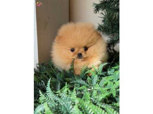 Pomeranian yavrumuz 