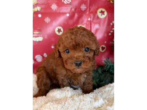 toy poodle yavrular/ minik beden, kocaman sevgi