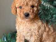 Toy poodle yavrularımız 