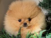 Pomeranian yavrumuz 