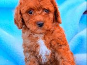 Kıvırcık Kızıl Poodle Yavruları 