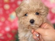 maltipoo yavrumuz 