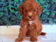 Mini Poodle Yavrumuz 
