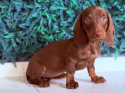 Dachshund en popüler ırk 