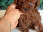 Kore tip mini poodle 