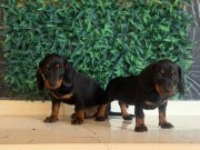 Dachshund dünyanın  en popüler ırkı