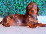 Çikolata Merle Mini Dachshund 