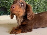LONGHAİR DACHSHUND SON YAVRUMUZ 