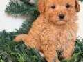 Toy poodle yavrular