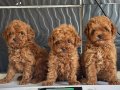 Mini Poodle yavrularımız