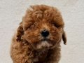 toy poodle yavrular