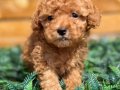 toy poodle yavrular