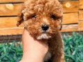 toy poodle yavrular