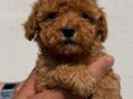 toy poodle yavrular