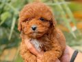 toy poodle yavrular