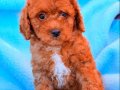 Kıvırcık Kızıl Poodle Yavruları 