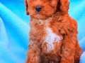 Kıvırcık Kızıl Poodle Yavruları 