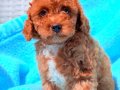 Kıvırcık Kızıl Poodle Yavruları 